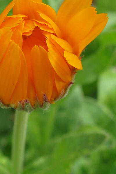 calendula herbal spirit healing